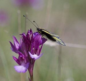 Libelloides coccajus (Ascalaphidae)  - Ascalaphe soufré Aveyron [France] 11/05/2008 - 410msur Anacamptis papilonacea