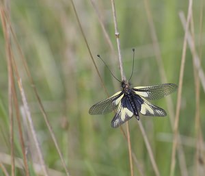 Libelloides coccajus (Ascalaphidae)  - Ascalaphe soufré Aveyron [France] 11/05/2008 - 370m