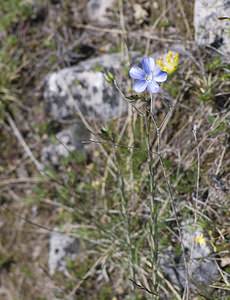 Linum narbonense (Linaceae)  - Lin de Narbonne Herault [France] 08/05/2008 - 720m