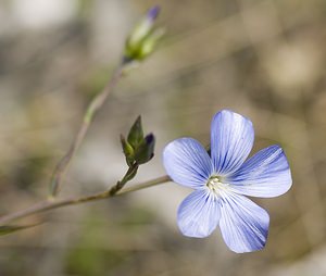 Linum narbonense (Linaceae)  - Lin de Narbonne Herault [France] 08/05/2008 - 720m