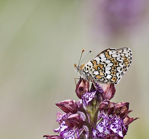 Melitaea cinxia (Nymphalidae)  - Mélitée du Plantain - Glanville Fritillary Herault [France] 14/05/2008 - 750m