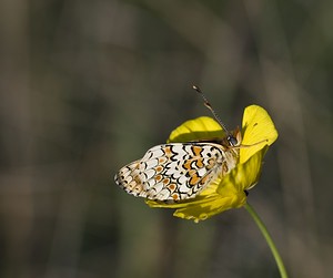 Melitaea phoebe (Nymphalidae)  - Mélitée des Centaurées, Grand Damier Aveyron [France] 13/05/2008 - 690m