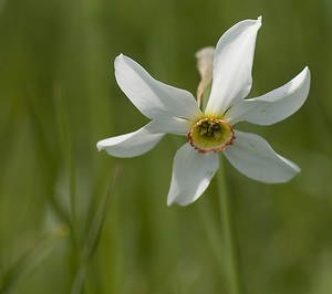 Narcissus poeticus (Amaryllidaceae)  - Narcisse des poètes - Pheasant's-eye Daffodil Herault [France] 08/05/2008 - 840m