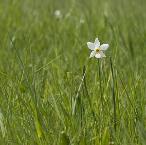 Narcissus poeticus (Amaryllidaceae)  - Narcisse des poètes - Pheasant's-eye Daffodil Herault [France] 08/05/2008 - 840m