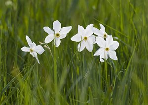 Narcissus poeticus (Amaryllidaceae)  - Narcisse des poètes - Pheasant's-eye Daffodil Aveyron [France] 14/05/2008 - 570m