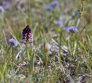 Neotinea ustulata (Orchidaceae)  - Néotinée brûlée, Orchis brûlé - Burnt Orchid Herault [France] 08/05/2008 - 740m