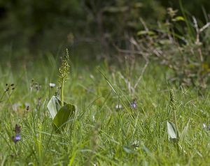 Neottia ovata (Orchidaceae)  - Néottie ovale, Grande Listère, Double-feuille, Listère à feuilles ovales, Listère ovale - Common Twayblade Pas-de-Calais [France] 03/05/2008 - 60m