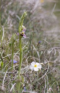 Ophrys apifera (Orchidaceae)  - Ophrys abeille - Bee Orchid Aveyron [France] 13/05/2008 - 770m