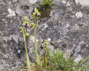 Ophrys aranifera (Orchidaceae)  - Ophrys araignée, Oiseau-coquet - Early Spider-orchid Aveyron [France] 11/05/2008 - 800m