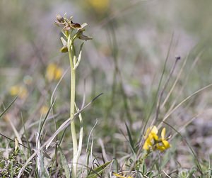 Ophrys aranifera (Orchidaceae)  - Ophrys araignée, Oiseau-coquet - Early Spider-orchid Aveyron [France] 13/05/2008 - 810mForme ? p?rianthe rose