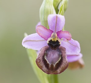 Ophrys aveyronensis (Orchidaceae)  - Ophrys de l'Aveyron Aveyron [France] 12/05/2008 - 530m