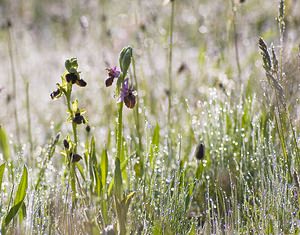 Ophrys aveyronensis (Orchidaceae)  - Ophrys de l'Aveyron Aveyron [France] 13/05/2008 - 640m