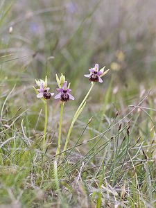 Ophrys aveyronensis (Orchidaceae)  - Ophrys de l'Aveyron Aveyron [France] 13/05/2008 - 760m