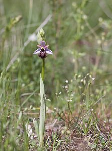 Ophrys aveyronensis (Orchidaceae)  - Ophrys de l'Aveyron Aveyron [France] 13/05/2008 - 640m