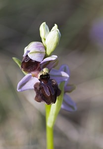 Ophrys aveyronensis (Orchidaceae)  - Ophrys de l'Aveyron Aveyron [France] 13/05/2008 - 680m