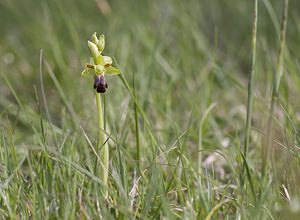 Ophrys funerea (Orchidaceae)  - Ophrys funèbre Aveyron [France] 11/05/2008 - 800m