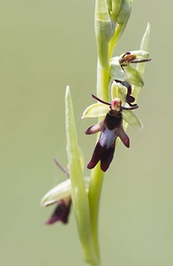 Ophrys insectifera (Orchidaceae)  - Ophrys mouche - Fly Orchid Aveyron [France] 12/05/2008 - 630m