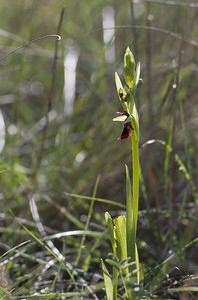 Ophrys insectifera (Orchidaceae)  - Ophrys mouche - Fly Orchid Aveyron [France] 13/05/2008 - 720m