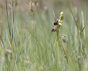 Ophrys passionis (Orchidaceae)  - Ophrys de la Passion Herault [France] 08/05/2008 - 730m