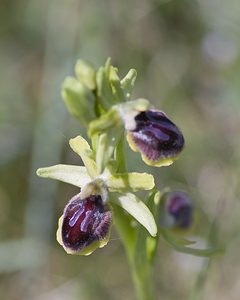 Ophrys passionis (Orchidaceae)  - Ophrys de la Passion Herault [France] 08/05/2008 - 730m