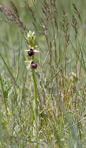 Ophrys passionis (Orchidaceae)  - Ophrys de la Passion Herault [France] 08/05/2008 - 740m