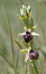 Ophrys passionis (Orchidaceae)  - Ophrys de la Passion Herault [France] 08/05/2008 - 740m