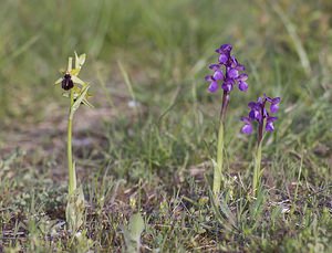 Ophrys passionis (Orchidaceae)  - Ophrys de la Passion Aveyron [France] 08/05/2008 - 760mavec ? droite deux Anacamptis morio