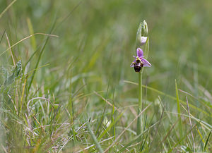 Ophrys scolopax (Orchidaceae)  - Ophrys bécasse Aveyron [France] 15/05/2008 - 770m