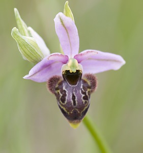 Ophrys x bernardii (Orchidaceae)  - Ophrys de BernardOphrys aveyronensis x Ophrys scolopax. Aveyron [France] 12/05/2008 - 530m