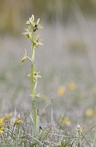 Ophrys x fabrei (Orchidaceae)  - Ophrys de FabreOphrys aymoninii x Ophrys virescens. Aveyron [France] 11/05/2008 - 800m