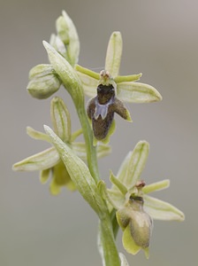 Ophrys x fabrei (Orchidaceae)  - Ophrys de FabreOphrys aymoninii x Ophrys virescens. Aveyron [France] 11/05/2008 - 800m