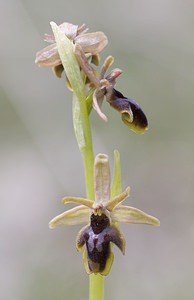 Ophrys x fabrei (Orchidaceae)  - Ophrys de FabreOphrys aymoninii x Ophrys virescens. Aveyron [France] 11/05/2008 - 800mhybride Ophrys aymoninii x Ophrys Litigiosa, avec pour parent c?t? litigiosa, un sujet ? p?rianthe rose