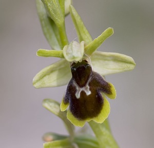 Ophrys x fabrei (Orchidaceae)  - Ophrys de FabreOphrys aymoninii x Ophrys virescens. Aveyron [France] 11/05/2008 - 800m