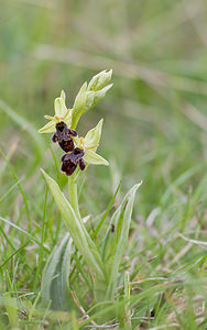 Ophrys x nelsonii (Orchidaceae)  - Ophrys de NelsonOphrys insectifera x Ophrys scolopax. Aveyron [France] 15/05/2008 - 780mle parent scolopax est plus que probable par contre le second parent peut ?tre soit O insectifera, soit O aymoninii