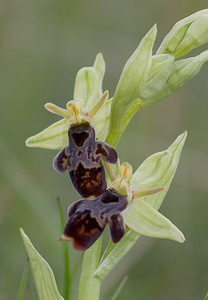 Ophrys x nelsonii (Orchidaceae)  - Ophrys de NelsonOphrys insectifera x Ophrys scolopax. Aveyron [France] 15/05/2008 - 770mle parent scolopax est plus que probable par contre le second parent peut ?tre soit O insectifera, soit O aymoninii