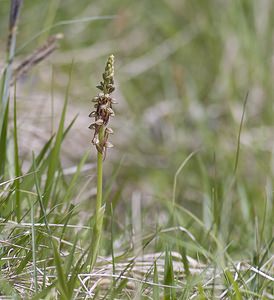 Orchis anthropophora (Orchidaceae)  - Acéras homme-pendu - Man Orchid Pas-de-Calais [France] 03/05/2008 - 70m