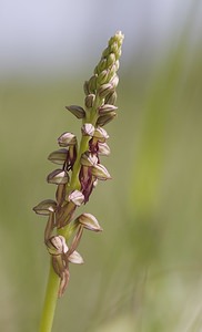 Orchis anthropophora (Orchidaceae)  - Acéras homme-pendu - Man Orchid Pas-de-Calais [France] 03/05/2008 - 70m