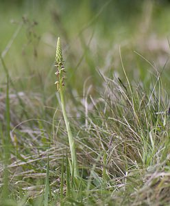 Orchis anthropophora (Orchidaceae)  - Acéras homme-pendu - Man Orchid Pas-de-Calais [France] 03/05/2008 - 70m