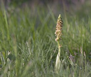 Orchis anthropophora (Orchidaceae)  - Acéras homme-pendu - Man Orchid Aveyron [France] 08/05/2008 - 760m