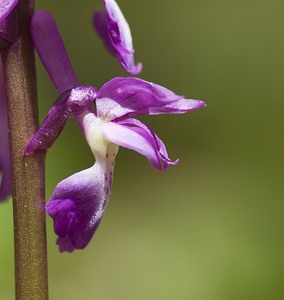 Orchis mascula (Orchidaceae)  - Orchis mâle - Early-purple Orchid Pas-de-Calais [France] 01/05/2008 - 150m