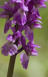 Orchis mascula (Orchidaceae)  - Orchis mâle - Early-purple Orchid Pas-de-Calais [France] 01/05/2008 - 150m