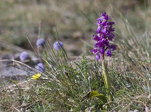 Orchis mascula (Orchidaceae)  - Orchis mâle - Early-purple Orchid Herault [France] 08/05/2008 - 720m