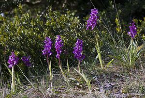 Orchis mascula (Orchidaceae)  - Orchis mâle - Early-purple Orchid Herault [France] 08/05/2008 - 720m