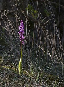 Orchis mascula (Orchidaceae)  - Orchis mâle - Early-purple Orchid Herault [France] 08/05/2008 - 720m