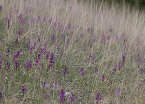 Orchis mascula (Orchidaceae)  - Orchis mâle - Early-purple Orchid Aveyron [France] 15/05/2008 - 790m