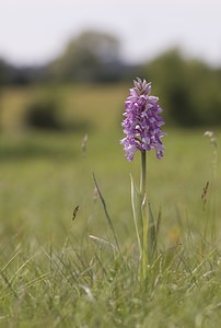 Orchis militaris (Orchidaceae)  - Orchis militaire, Casque militaire, Orchis casqué - Military Orchid Aveyron [France] 12/05/2008 - 640m