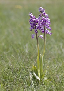 Orchis militaris (Orchidaceae)  - Orchis militaire, Casque militaire, Orchis casqué - Military Orchid Aveyron [France] 12/05/2008 - 640m