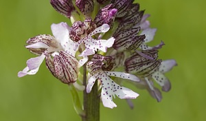 Orchis purpurea (Orchidaceae)  - Orchis pourpre, Grivollée, Orchis casque, Orchis brun - Lady Orchid Pas-de-Calais [France] 01/05/2008 - 150m