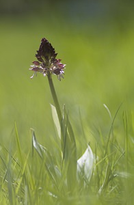 Orchis purpurea (Orchidaceae)  - Orchis pourpre, Grivollée, Orchis casque, Orchis brun - Lady Orchid Pas-de-Calais [France] 01/05/2008 - 150m