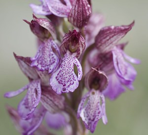 Orchis purpurea (Orchidaceae)  - Orchis pourpre, Grivollée, Orchis casque, Orchis brun - Lady Orchid Aveyron [France] 11/05/2008 - 810m
